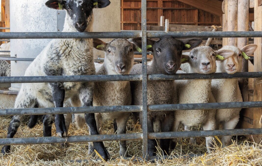 Skybox in de kraamkamer