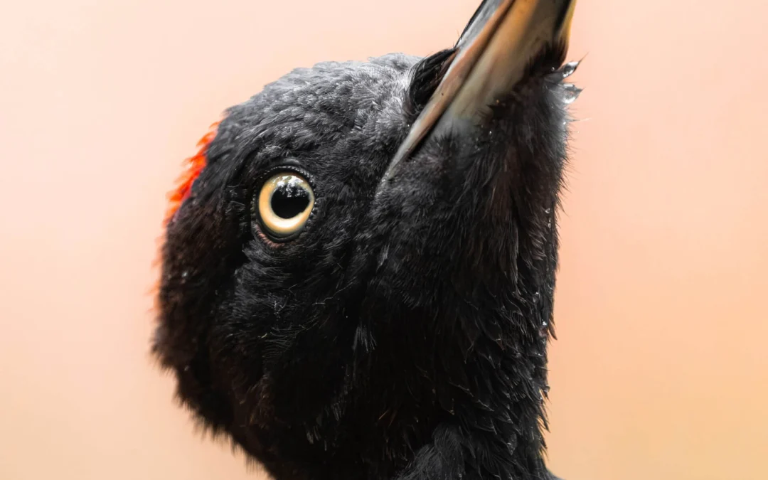 Foto-expositie Birds by Bas – Stedelijk Museum Almelo