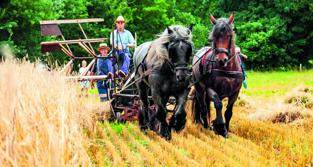 Oogstweek Wendezoele in Delden 24 t/m 26 juli